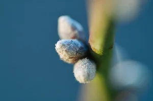 almond