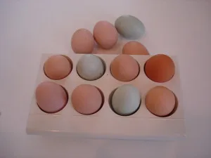 egg